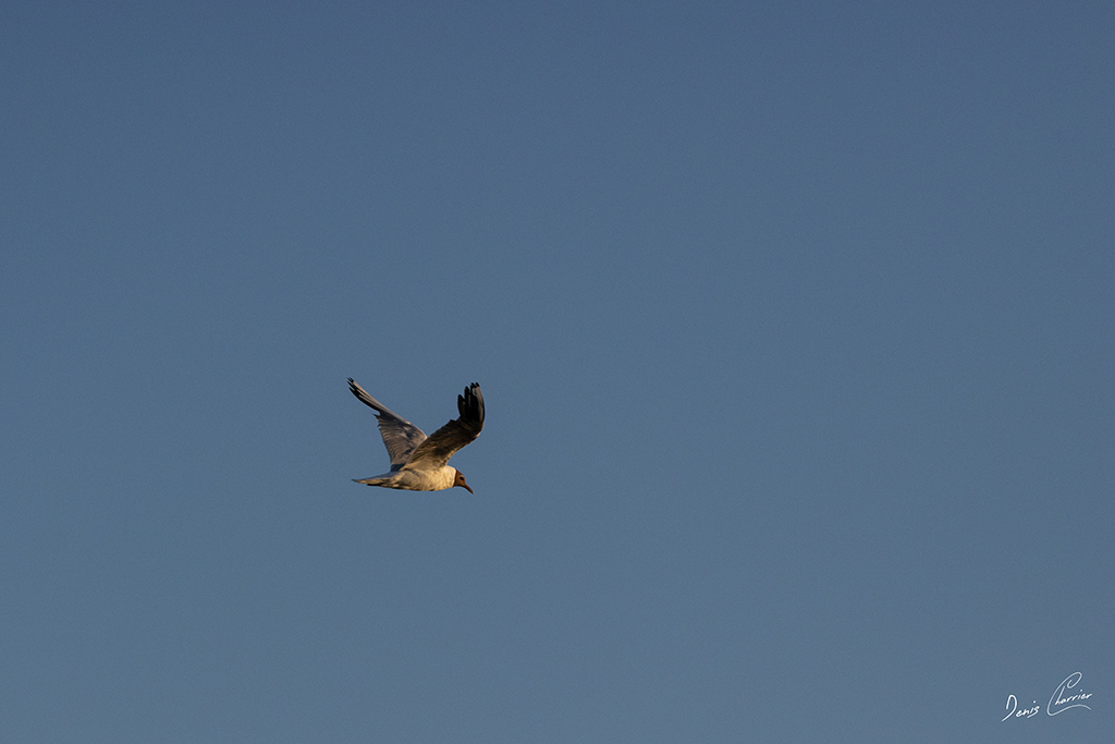 Mouette atricille volant dans le ciel bleu
